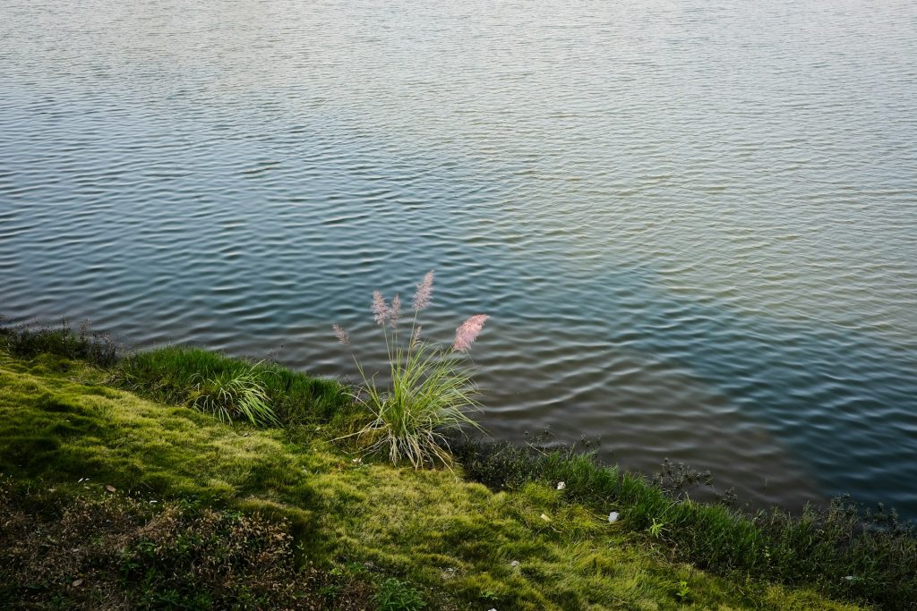 The Hidden Costs: Water Quality, Invasives, and Noise