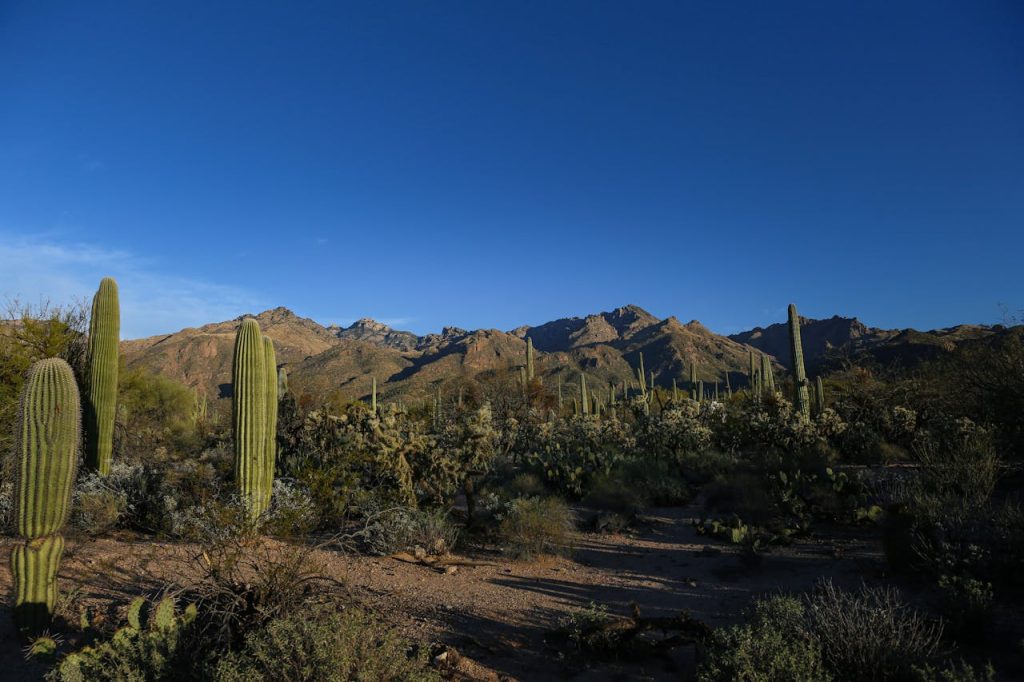 Saguaro National Park, Arizona