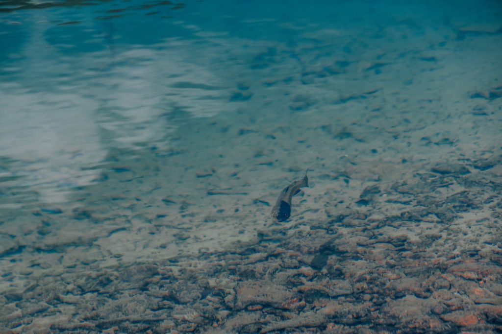 Spring-Fed Lake With Clear Water and Hidden Growth