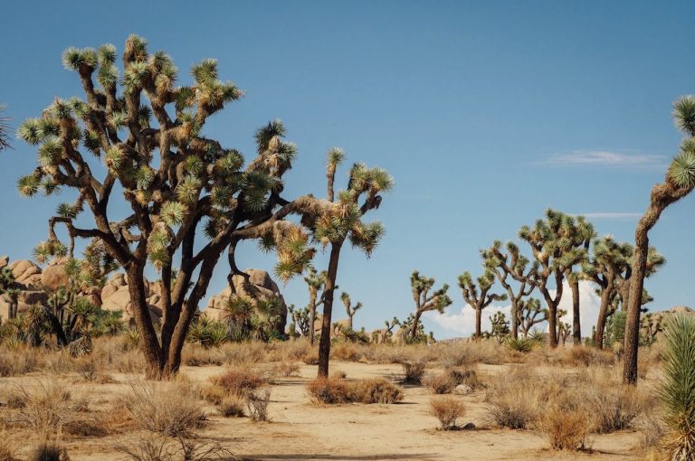 Joshua Tree National Park, California