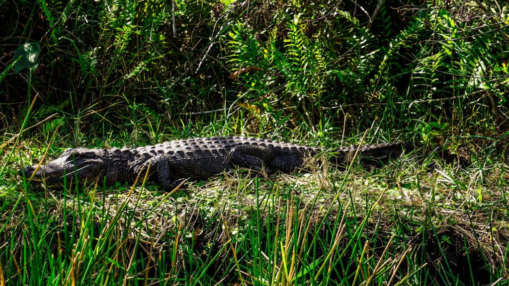 Everglades National Park, Florida