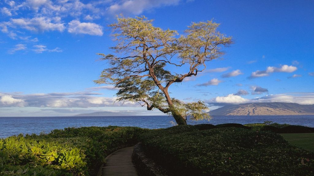 Majestic Tree Overlooking Hawaiian Coastline