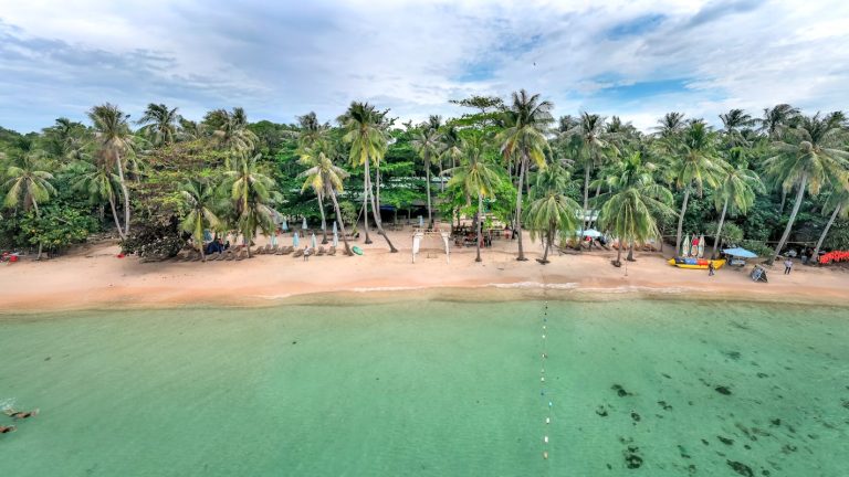 Drone Shot of Palm Trees at the Beach