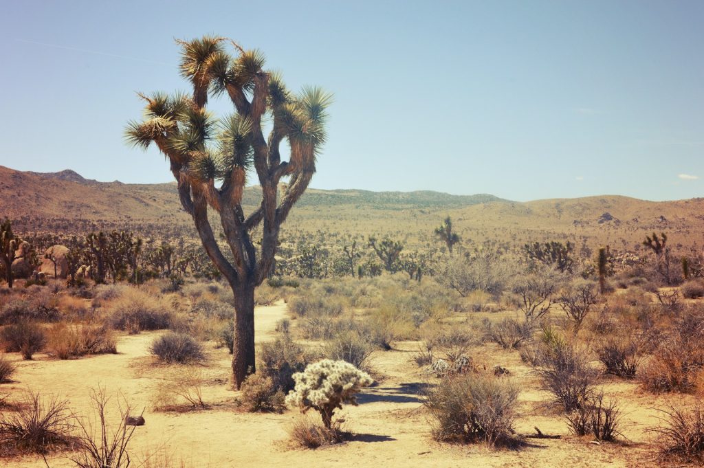 Joshua Tree National Park, California
