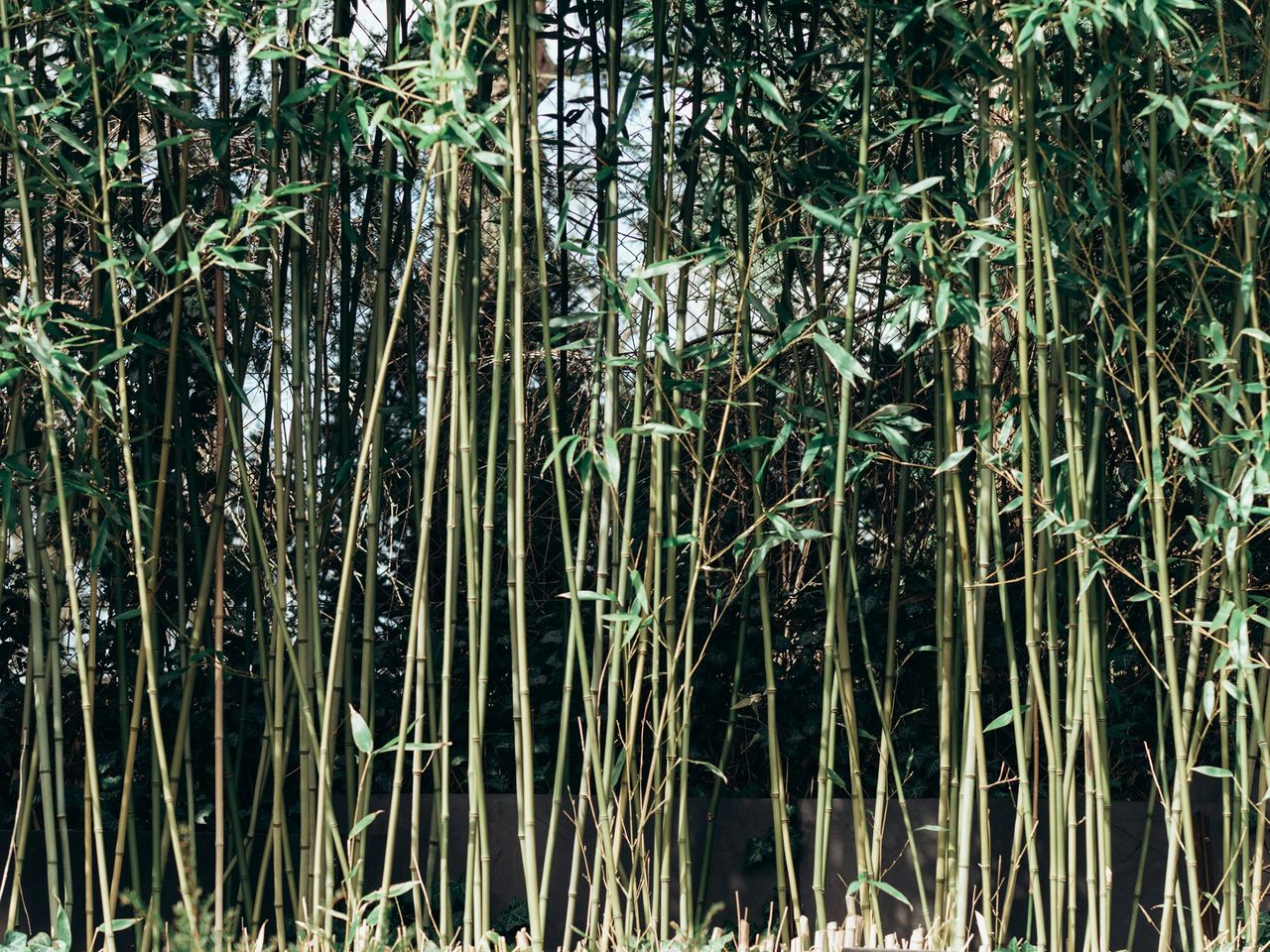 Alina Zahorulko/Pexels