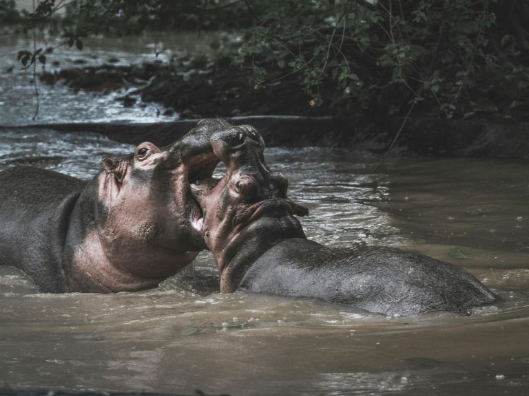 Have You Heard of the “Cocaine Hippos”? The Unusual Legacy of Pablo Escobar