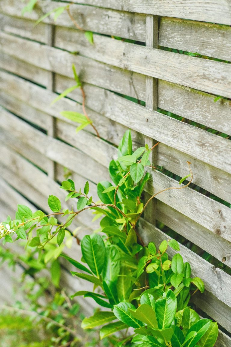 8 Invasive Plants to Watch for in Your Backyard This Summer