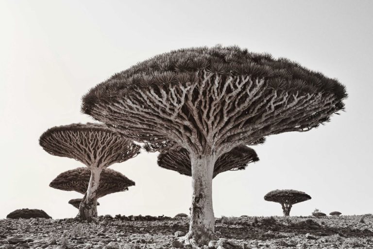 Did you Know About this Island with Plants that Exist Nowhere Else on Earth