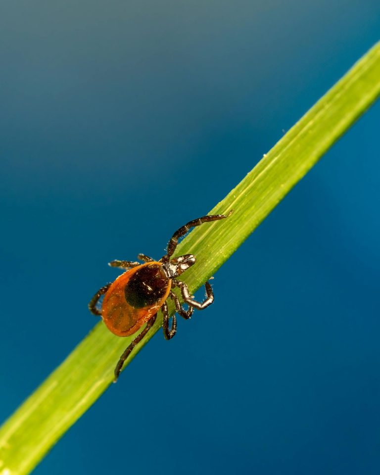 CDC Is Now Warning About Ticks Spreading Into these States This Summer
