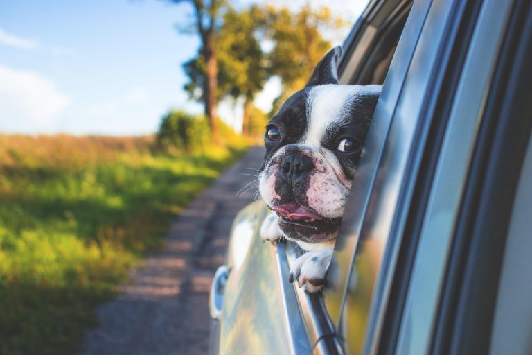 9 Pet Friendly Road Trips in America That Actually Deliver Everything They Promise