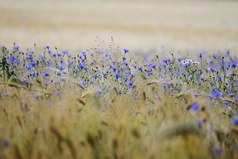 9 Exotic Plants Travelers Are Bringing Home From Around the World and What Happens When They Try