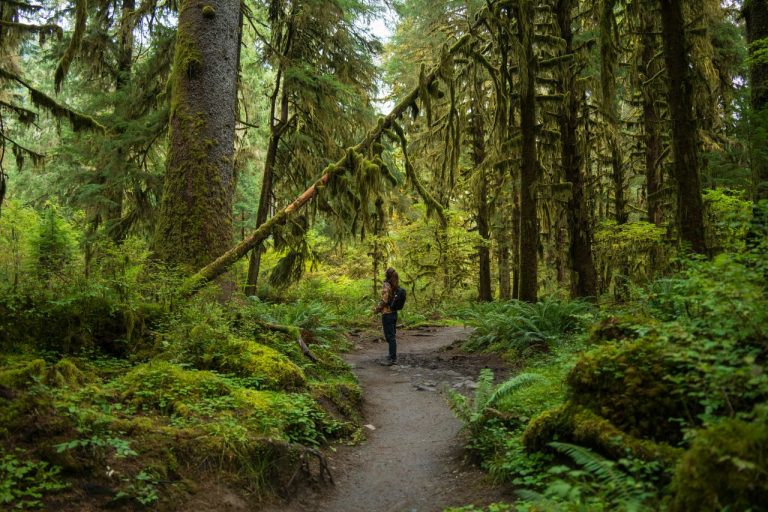 The World’s Most Underrated Natural Wonder Is Not in the Amazon or New Zealand: It Is Hiding in Washington State