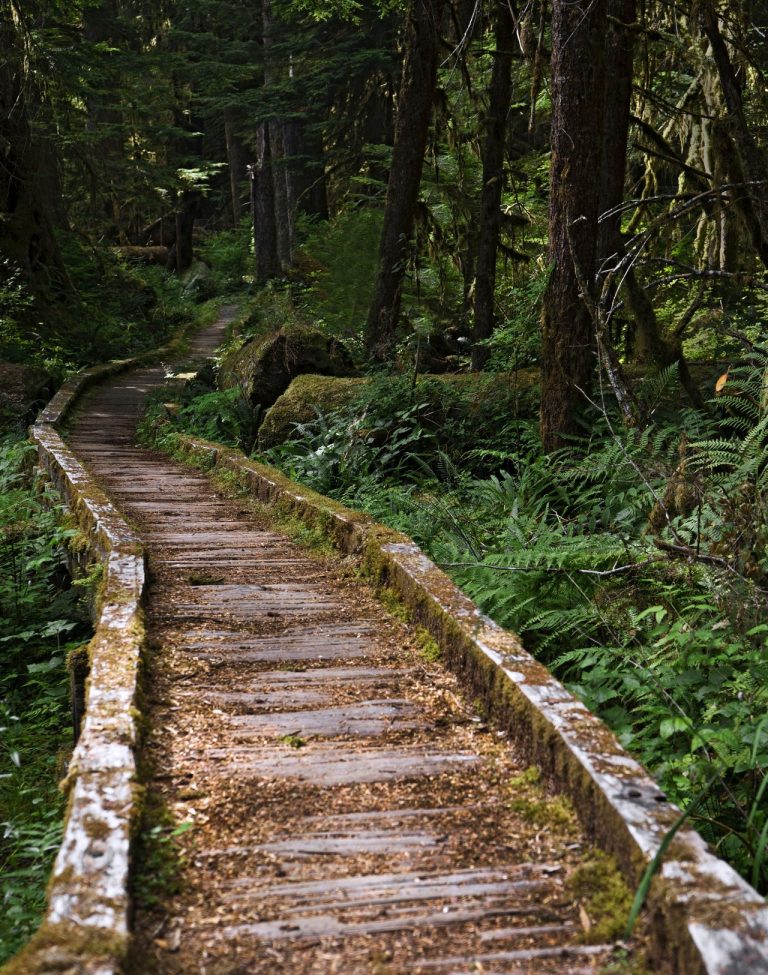 DNA Technology Just Solved a 25 Year Old Mystery About Human Remains Found in Olympic National Park
