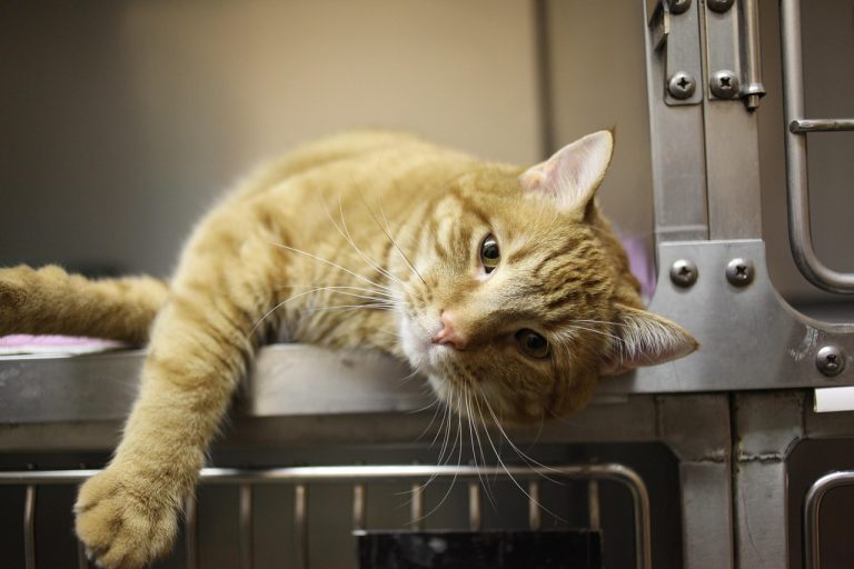 Vets Say This Common Mistake Could Cost Cat Owners $3,000 and Most People Have No Idea They Are Doing It