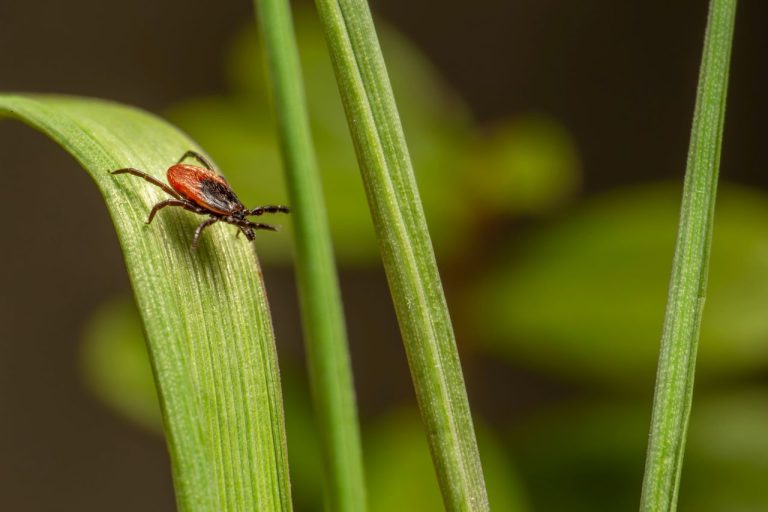Planning an Trip This Summer? A New CDC Study Says 1 in 4 Adults in These States May Already Be at Risk of a Tick-Borne Meat Allergy