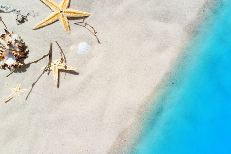 Florida restoration project involving sinking discarded shells in Gulf waters showed how damaged marine habitat can rebound