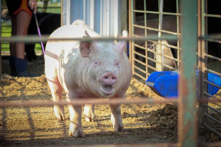 A pair of pig-raising farmers in Pennsylvania become millionaires minted by the AI data cenrer boom